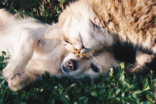 梦见狗咬死猫是什么意思